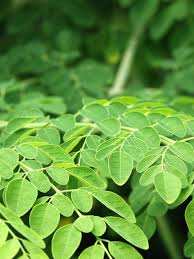 Image result for Moringa oleifera