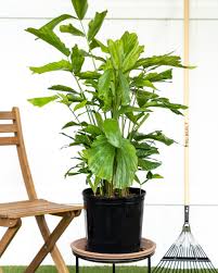 For one, palm springs is hot, and nothing complements a hot climate like the cool indoor/outdoor living spaces afforded by most mid. 17 Best Indoor Trees And Tropical Plants To Grow In Your House Architectural Digest