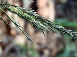 Image result for Eragrostis curvula