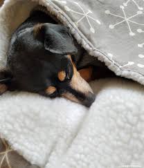 The bed i made is about 16 by 16 pillow like bed. How To Make A Diy Burrow Dog Bed