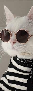 Coco Chanel Accessories Cats Cute Cat Memes Cute Baby Cats Cute Cat Wallpaper