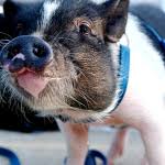 If we are able to see parents and have an idea of genetics, that will play a part in price. Micro Pigs How Much Are Micro Pigs Where To Buy Them And A List Of Breeders Pig Brother