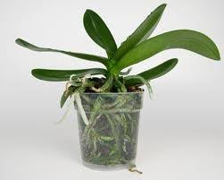 Repotting an orchid is necessary for optimal orchid health. When To Repot An Orchid My First Orchid