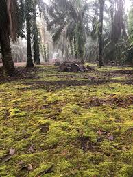 (melainkan pokok kelapa sawit anda dah 25 tahun dan keatas) anda tidak. Ahmad B Maslan On Twitter 4 Gambar Saya Ambil Sendiri 7 10 Pagi Di Kpg Benut Pontian Johor 1 Sejenis Lumut Hijau Bawah Pokok Kelapa Sawit 2 Pokok Kelapa Pandan Yg Ditanam Tepi