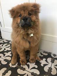 Ig Alphaomegatrades This Is Kodi The Chow Chow Dogpictures Dogs Aww Cuteanimals Dogsoftwitter Do Cute Dogs Images Cute Dogs And Puppies Puppy Dog Images