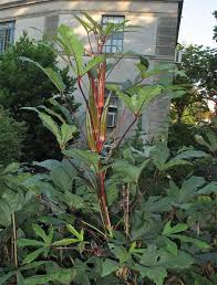 Image result for Hibiscus rhabdotospermus