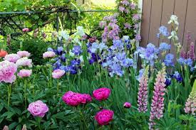 World Of Irises The Blue Iris Garden Planting A Monochromatic Tall Bearded Iris Bed Iris Garden Peonies Garden Plants