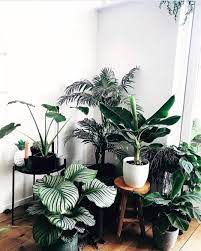Ways To Decorate A Best Small Indoor Plants Only In Neuron Home Design Small Indoor Plants House Plants Decor Plant Decor