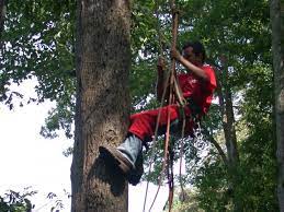 Maybe you would like to learn more about one of these? Buford Omar And Brothers Tree Service