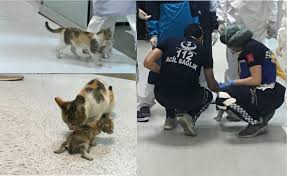 Kucing persia sangat baik sebagai kucing peliharaan karena mereka. Kisah Sebenar Ibu Kucing Bawa Anak Ke Hospital Seolah Olah Meminta Pertolongan