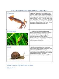 Berikut adalah tips untuk membantu anjing menyesuaikan diri seperti dilansir dari daily paws, rabu (9/6/2021). Bagaimana Cara Cumi Cumi Menyesuaikan Diri Cara Golden