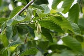 Image result for Annonaceae