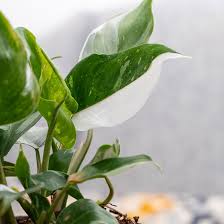 Image result for Filodendron Philodendron