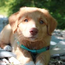 Tara 🌟 born 10th of May, 2025 in Bavaria.