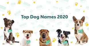 Check spelling or type a new query. The Most Popular Male And Female Dog Names Of 2020 Rover Com