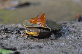 Image result for Marsilea gibba