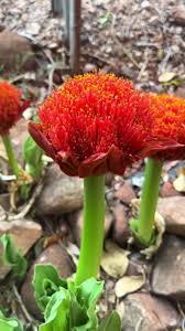 Image result for Scadoxus