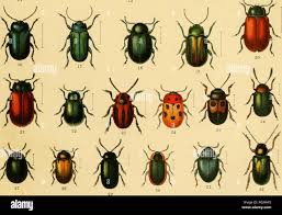 Image result for Chrysochloa