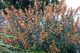 Image result for Hermannia micropetala