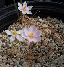 Image result for Gethyllis