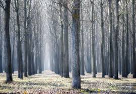 Meaning and origin of a phrase posted by cheryl minvielle on november 25, 2000. The Woods Wallpapers Group 73