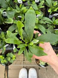 Image result for Platycerium