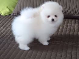 If you mean pomeranian dog, it would cost you. Ud Over Standard Ros Pom Pom Dog For Sale Tilsyneladende Ly Generator