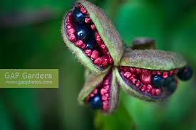 There are 14 peony seed pods for sale on etsy, and they cost 27,31 $ on average. Paeonia Peony Seed Stock Photo By Marg Cousens Image 0133052