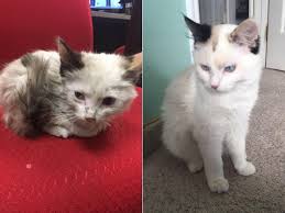 From 2 Months Old Living In The Back Room Of My Work To 6 Months And Living Her Best Life Cats Cat Day Funny Cat Pictures 2 Month Olds