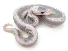 Super cinnamon or super black pastel. Coral Glow Spider Super Cinnamon Super Pastel That S A Lot Of Genes Pet Snake Ball Python Morphs Cute Reptiles