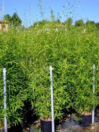 Pensez à installer un brise vue. Bambou En Pot Pour Terrasses Et Balcons Achat Vegetaux Exterieurs