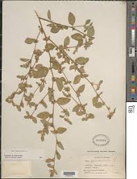 Image result for Wissadula amplissima