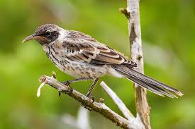 Is gooty tarantula an endangered or an endemic which are endemic species? What Are Native Indigenous And Endemic Species Worldatlas