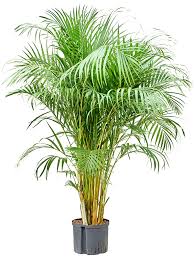 Image result for Dypsis lutescens