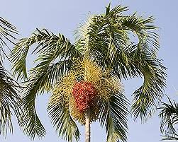 Image result for Pteronia acuminata