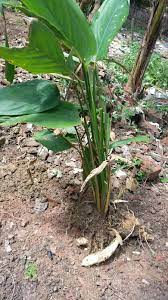 Silakan langsung saja dilihat jika berminat, semoga bermanfaat, baik untuk yang mau. Warisan Petani Pokok Ubi Bemban