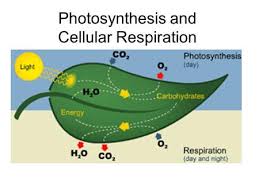 Check spelling or type a new query. Photosynthesis Cellular Respiration What Is Photosynthesis Ppt Download