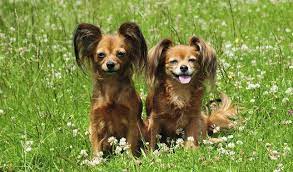 Russian Toy Breed Information Rare Dog Breeds Dog Breeds Small Dog Breeds