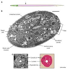 Maybe you would like to learn more about one of these? Handbook Dauer Excretory