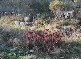 Es gibt viele viele blumen zwischen de. Wilder Garten Im Herbst Pflanzen Und Feuerschale Das Wilde Gartenblog
