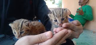 Jangan sampai mencoba memberi makan dengan makanan khusus anjing, meskipun kandungan yang dimiliki cukup mirip. 3 Anak Kucing Hutan Ditemukan Warga Saat Panen Padi Okezone News