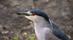 Bird With Orange Beak And Black And White Feathers Hd Black Crowned Night Heron Close Up Californian Bird With Orange Eye Stock Footage Night Heron Close Hd Heron Birds Night