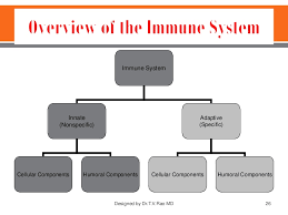 Immune System Structure And Functions
