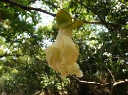 Image result for Hexalobus