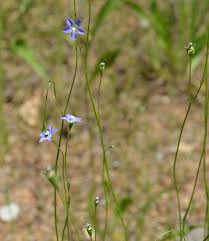 Image result for Wahlenbergia capitata