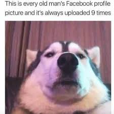 This investigation can be a real fun! Old People Facebook Profile Funny Dog Memes Animal Memes Funny Animal Pictures