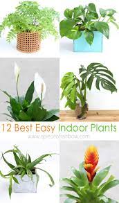 23 indoor plants for low light, perfect for brightening up your home. 12 Best Air Purifying Indoor Plants You Won T Kill A Piece Of Rainbow