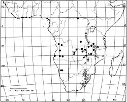 Image result for Raphionacme monteiroae