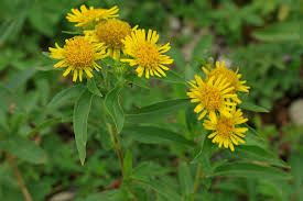 Image result for Inula