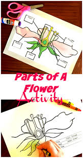 Coloring page parts plant morphology flowering stock vector royalty free 1039275349. Free Coloring And Cut And Paste Activity For Parts Of A Flowering Plant Free Coloring And Cut And Paste Activity For Parts Of A Flowering Plant